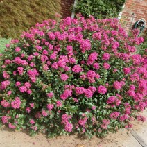 미니배롱나무/삽목1년포트(6개묶음)묘목/F1324, 6개