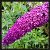 (나무농장) 붓들레아 로얄레드 6치포트