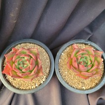 [메카다육]1022 워아이니(에케베리아) 랜덤판매(화분포함) 다육식물, 1개