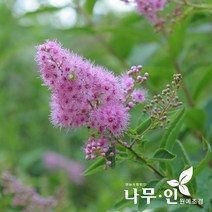 [나무인] 꼬리조팝 개화주 5그루, 5개
