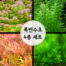 [수초마트] 폭번 수초 4종 세트 (23줄기)