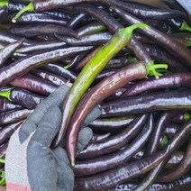 농랑부랑 2023년 미인고추 가지고추 미인보라고추 특 1kg 2kg, 가지고추 1kg