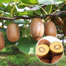 해남 골드키위 2.5kg 참다래 (70g~79g 34과내외), 단품