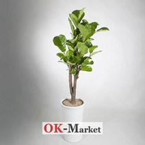 떡갈나무 사기분(중) 꽃 배달/관엽식물/취임/축하/결혼/승진/개업/이사/전시회/스승의날/기념, 특급