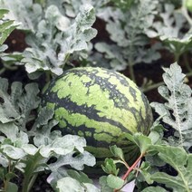 [요리하는남자들] 고당도 꿀수박 하우스 수박 흑수박 1통 에어포장 고창 스테비아 수박 노란 블랙망고수박 1통 4-8kg 1통 애플수박 1+1 2통, 하우스수박 1통 (4~5kg)