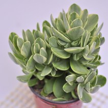 머니메이커금 다육이 키우기 다육식물 랜덤91-20, 단품, 1개