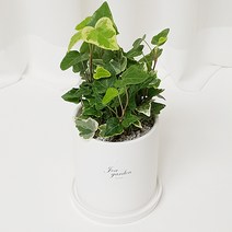 인테리어화분&공기정화 식물, 6.무늬아이비, 1개