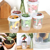 저면관수 삼투압화분 식물키우기 세트, 메리골드