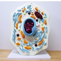 동물 세포 모형 R KTS