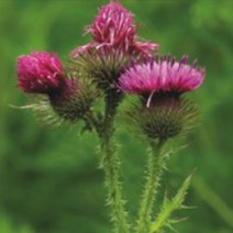 [M6AZ] 국내산 재래 엉겅퀴 씨앗 작물 품종 산채 종자 100립 9990001EA, 쿠팡뽀 본상품선택