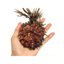 거제도멍게 해녀가 채취한 자연산 꽃멍게 빨간멍게 1kg / 손질 깐 꽃 멍게, 생물 꽃멍게, 1개