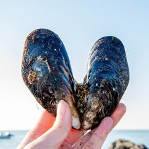 맛수러움 안면도 직접 따온 자연산 홍합 섭 1kg, 1kg(12미내외)