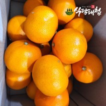 식탐대첩 제주 천혜향 실속형 10kg (30-60과), 단품