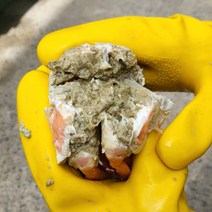 포항 구룡포 홍게 100% 선주 산지 직송 품질과 수율 확실 보장, 2KG, 육수용홍게 6-8마리