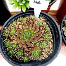꽃나무팜 (5개한세트) 하트바위솔 월동다육이 국민다육 반려식물 선별배송 다육이키우기