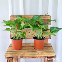 플라워석 최상급 스킨답서스 1+1 소품 25cm 수경제배 행잉식물 넝쿨식물 공기정화식물 키우기쉬운반려식물 인테리어 식물