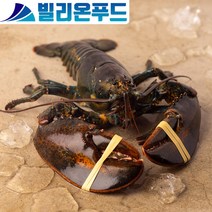활 랍스터 900g~1kg Live Lobster