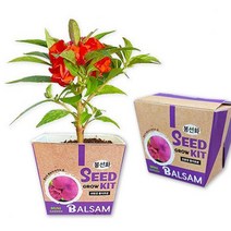 뮤템 그로우키트 봉선화 키우기 텃밭가꾸기세트 베란다텃밭DIY