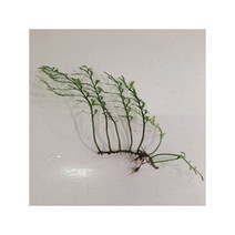 볼비티스 1벌브(5cm내외) 음성수초 (JA0003), 상세페이지 참조