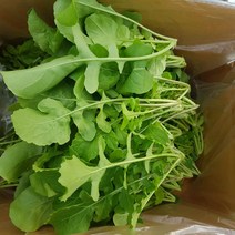 안산팜 로케트루꼴라, 1kg, 1개