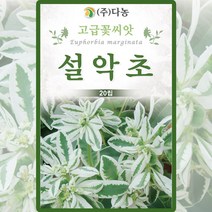 설악초 씨앗 꽃 설악초 씨 종자 20립, 1개