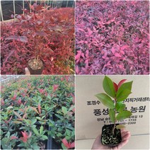 레드로빈 홍가시나무 남천 특묘 삽목2년생 포트묘 30주 재배농원직송 화분 생울타리 조경수 정원수 키우기, 홍가시레드로빈 삽목2년생 포트묘 30주