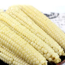 젊은 농부 송창우님의 무주 대학 찰옥수수 12개(4팩), 단품