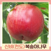복숭아나무 묘목 천도복숭아 신비 접목1년생 뿌리 특묘 3개