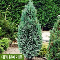 컬럼나리스 키70cm포트 싸이프러스, H0.7포트
