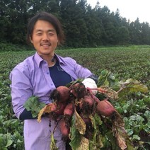 제주 무농약 햇 비트 10kg, 제주 무농약 햇비트 10 kg (중/34개 전후)