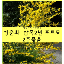 착한가격 나무생각 / 영춘화 / 삽목2년 / 포트묘 / 2주
