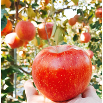 홍천사과 고랭지사과 아리수사과10kg (중소과) 사과따기체험 사과다이어트 사과빵 사과잼 사과쥬스, 상세페이지 참조, 상세페이지 참조