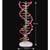 분자구조 모형 악기 dna 이중 나선 고등학교 dna 교재, 없음