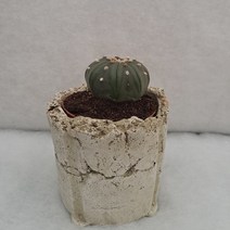 투구 선인장 다육 식물 아스트로피튬 토분