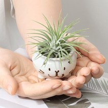 틸란드시아 이오난사 공기정화식물 인테리어 식물 행잉플랜트 캐릭터 화분 꾸러기들, [꾸러기들 M] + 이오난사 중