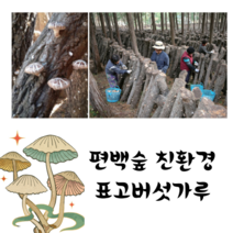 편백나무 숲에서 자란 장흥 표고버섯 분말세트 100gx2