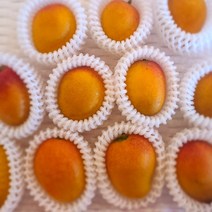 산지 직송 국내산 제주 고당도 미니애플망고, 미니애플망고 500g(5-8과)