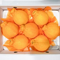 제주 위미농협 노지 한라봉 1.8kg 3kg 5kg 3키로 5키로 선물 세트 가정용, 위미농협 한라봉 3kg(7-10입)