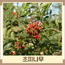 초피나무 묘목 실생1년생 뿌리묘 5개