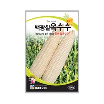 백광찰옥수수 150립 옥수수씨앗 흰색 대과종, 단품