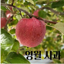 [명절선물 재구매 1위] 초신선 고당도 산지 직배송 강원도 영월 동강애 사과 꿀 부사 5kg 10kg, 10kg 중소과 사이즈 42~44과내외