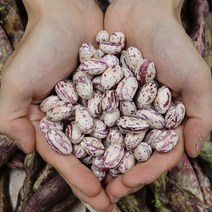 경북 청송 깐 호랑이 강낭콩 1kg, 단품없음