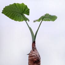 [아라리오] 꽃파는농부 - 커다란 잎이 매력적이고 플랜테리어로 좋은 공기정화식물 알로카시아 (높이 100cm내외)