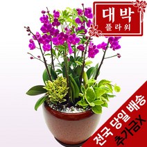 대박플라워 만천홍 서양란 승진선물 취임 영전 이전 개업선물 부모님선물 꽃배달