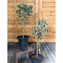 올리브나무 외목대형 금강원예, 올리브나무(60~70cm)