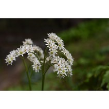 돌단풍 포트 10개 관엽식물 조경용 야생화(KM)