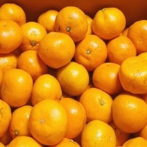 제주도 감귤 귤 10kg 제주 조생 노지귤 노지감귤 고당도 5kg 3kg 서귀포, 서귀포 노지감귤 중대과 5kg내외
