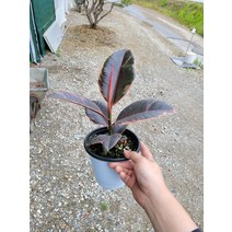 35~55cm 85 루비수채화고무나무 중품