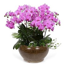 플라워리퍼블릭 핑크 호접난4 집들이화분 동양란 동양난 서양란 서양