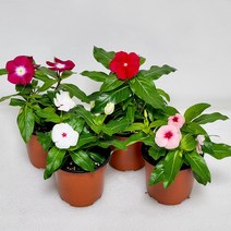 일일초 꽃모종 매일초 실내화초 야생화 봄꽃 자이오 화단 초화 조경 꽃화분, 퍼플